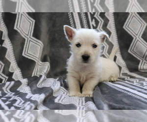 West Highland White Terrier Puppy for sale in SHILOH, OH, USA