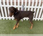 Small Doberman Pinscher