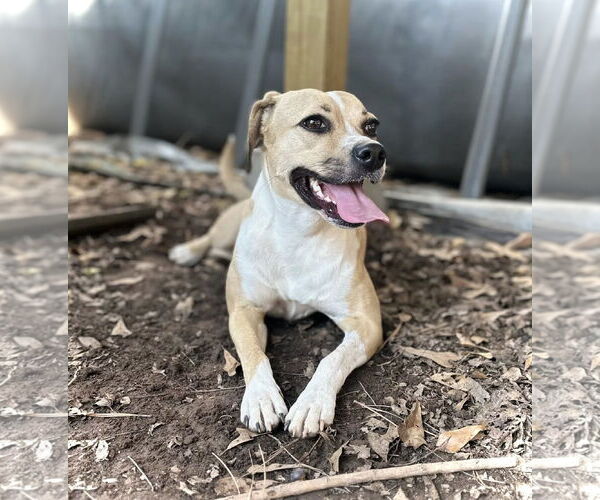 Medium Photo #5 Beagle-Unknown Mix Puppy For Sale in Greenville, SC, USA