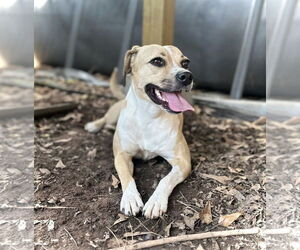 Lady Bird - Female Beagle-Unknown Mix Dog for Adoption - Photo #4