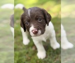 Small #4 English Springer Spaniel