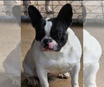 Small #1 French Bulldog