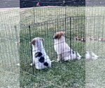 Small #2 Australian Shepherd Mix