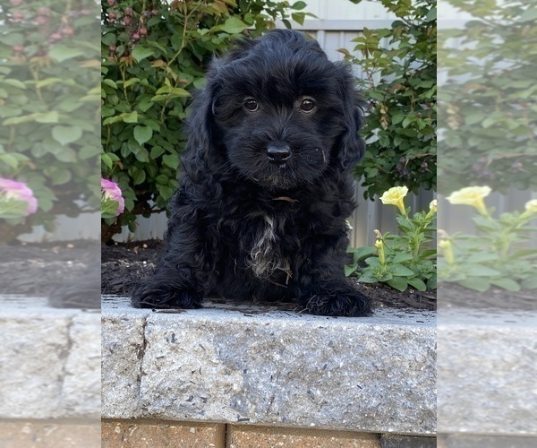 Medium Photo #6 Lhasa-Poo Puppy For Sale in CANOGA, NY, USA