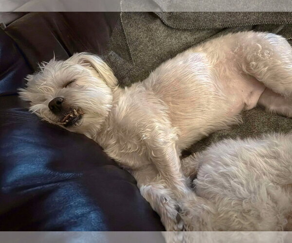 Medium Photo #24 Maltese Puppy For Sale in Boonton, NJ, USA