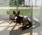Small #13 American Pit Bull Terrier-Mountain Cur Mix