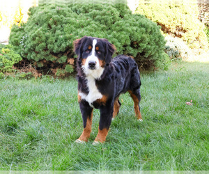 Father of the Bernese Mountain Dog puppies born on 12/03/2025