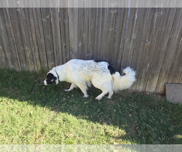 Medium Photo #12 Aussie Pyrenees Puppy For Sale in Houston, TX, USA