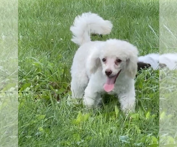 Medium Photo #6 Poodle (Toy)-Unknown Mix Puppy For Sale in WOODSTOCK, CT, USA