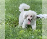 Small #5 Poodle (Toy) Mix