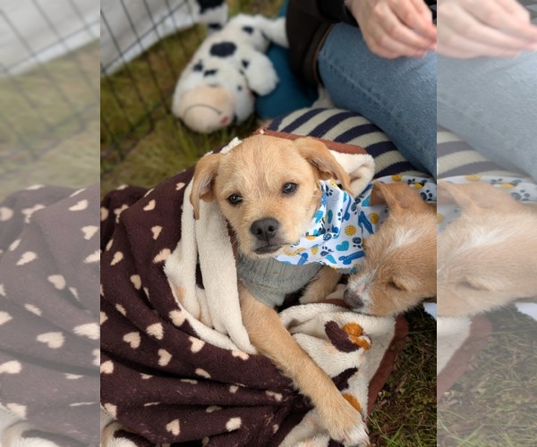Medium Photo #3 Mutt Puppy For Sale in Arlington, WA, USA