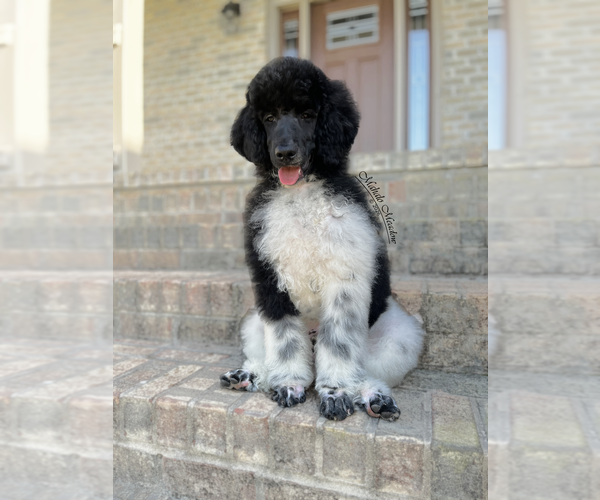 Medium Photo #2 Poodle (Standard) Puppy For Sale in SUFFOLK, VA, USA