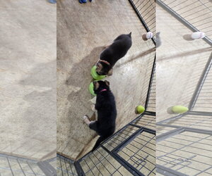 Hedwig 7616 - Female German Shepherd Dog Dog for Adoption - Photo #10