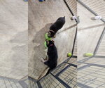 Small Photo #10 German Shepherd Dog Puppy For Sale in Centreville, VA, USA