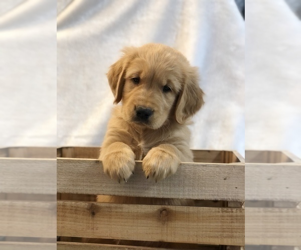 Medium Photo #1 Golden Retriever Puppy For Sale in BEAR CREEK, NC, USA