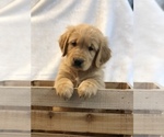 Small Photo #1 Golden Retriever Puppy For Sale in BEAR CREEK, NC, USA