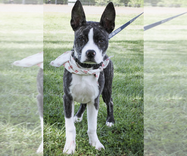 Medium Photo #5 Boston Terrier-Unknown Mix Puppy For Sale in Rockville, MD, USA