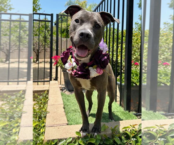Medium Photo #2 American Pit Bull Terrier-Unknown Mix Puppy For Sale in Redlands, CA, USA