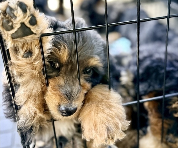 Medium Photo #4 Aussie-Poo-Bernedoodle Mix Puppy For Sale in LEXINGTON, SC, USA