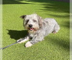 Small #3 Cairn Terrier Mix