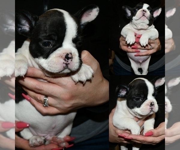 Medium Photo #12 French Bulldog Puppy For Sale in GRAHAM, WA, USA