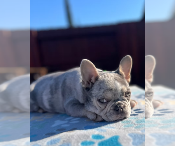 Medium Photo #2 French Bulldog Puppy For Sale in SACRAMENTO, CA, USA