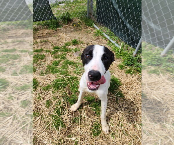 Medium Photo #4 Labrador Retriever-Unknown Mix Puppy For Sale in Evansville, IN, USA