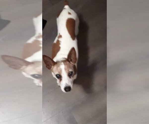Medium Photo #2 Chihuahua Puppy For Sale in Calgary, Alberta, Canada