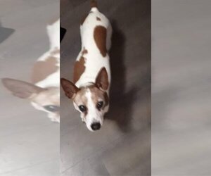 KK - Female Chihuahua Dog for Adoption - Photo #2