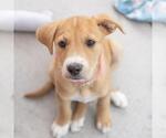 Small #1 Colonial Cocker Spaniel Mix