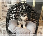 Small Photo #57 Siberian Husky Puppy For Sale in KANSAS CITY, MO, USA