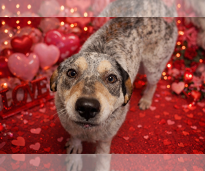 Dallas - Male Coonhound-Unknown Mix Dog for Adoption - Photo #3