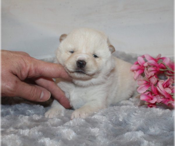 Full screen Photo #2 Shiba Inu Puppy For Sale in CANTON, SD, USA