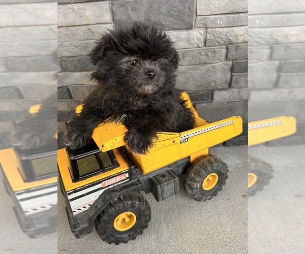 Medium Photo #4 Shiranian Puppy For Sale in MIDDLEBURY, IN, USA