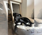 Small #3 Mutt