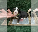 Small Photo #4 Bernese Mountain Dog Puppy For Sale in GREEN FOREST, AR, USA