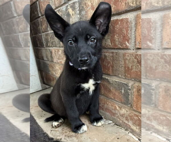Medium Photo #1 Labrador Retriever-Unknown Mix Puppy For Sale in OKLAHOMA CITY, OK, USA