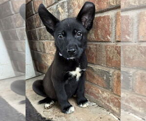 Labrador Retriever-Unknown Mix Dogs for adoption in OKLAHOMA CITY, OK, USA