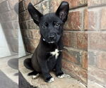Small Labrador Retriever Mix