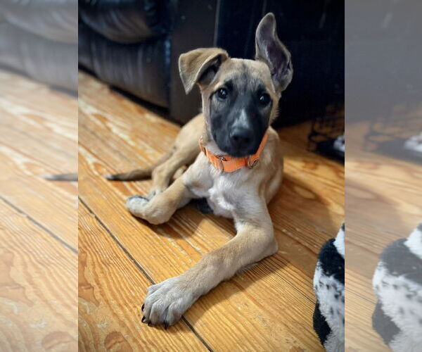 Medium Photo #5 Mutt Puppy For Sale in Alexander, AR, USA