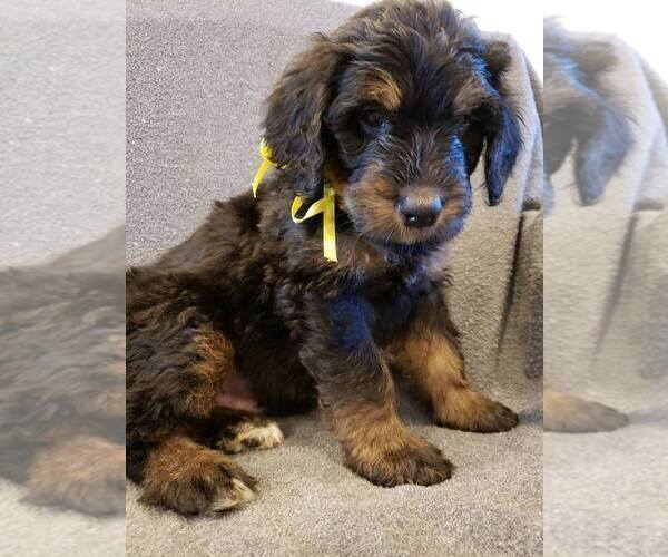 Medium Photo #8 Bernedoodle Puppy For Sale in GRANTSVILLE, UT, USA
