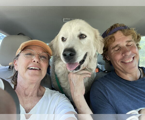 Medium Photo #8 Great Pyrenees Puppy For Sale in Dallas, TX, USA
