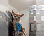 Small Chihuahua
