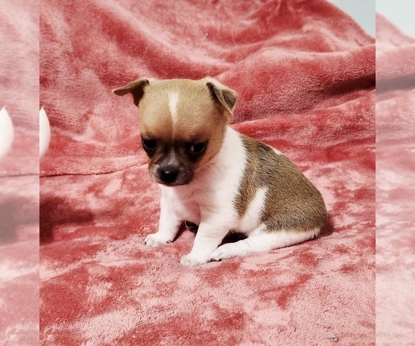 Medium Photo #3 Chihuahua Puppy For Sale in MOUNT AIRY, NC, USA