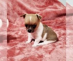 Small Photo #3 Chihuahua Puppy For Sale in MOUNT AIRY, NC, USA