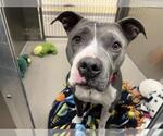 Small American Pit Bull Terrier
