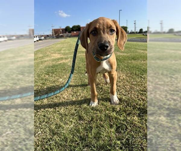 Medium Photo #1 Mutt Puppy For Sale in Oklahoma City, OK, USA