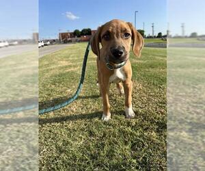 Mutt Dogs for adoption in Oklahoma City, OK, USA
