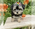 Small #3 Morkie
