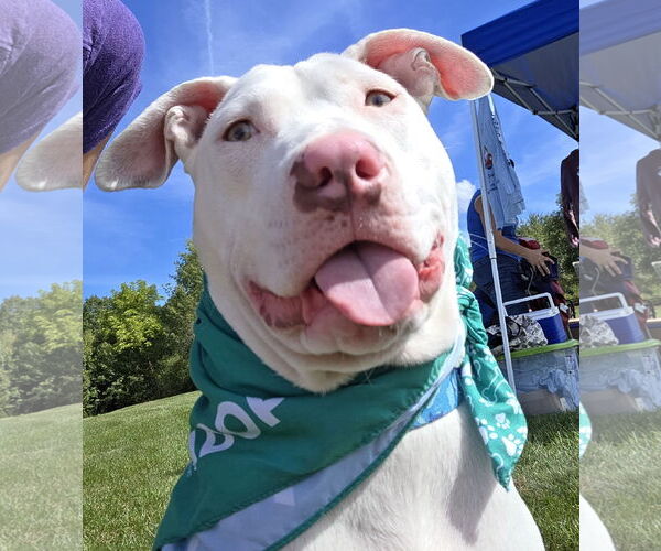 Medium Photo #1 Mutt Puppy For Sale in Hillsboro, NH, USA